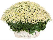 Цветочная композиция из Ромашки в корзине #REPLACE_PRED# Серове Свердловская область